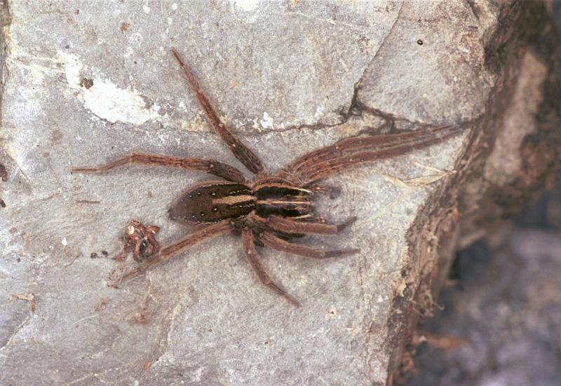 Dolomedes_minor_F2402_Z_85_HW 43 _Nieuw-Zeeland.jpg